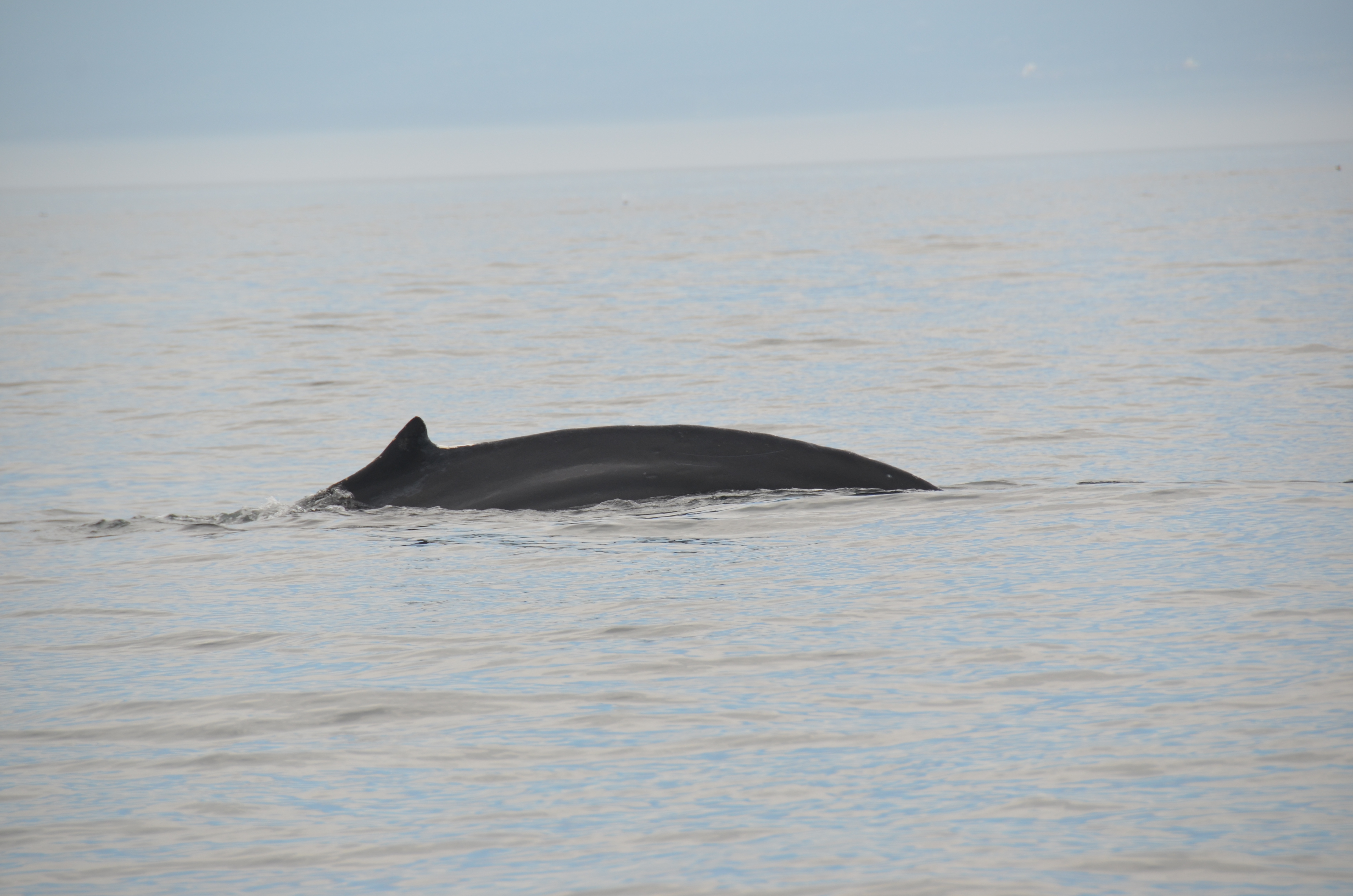 photos/wildlife/Mammal_Species/Humpback Whale/DSC_0019.JPG